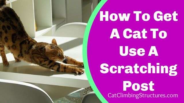 How To Get A Cat To Use A Scratching Post If It Refuses To ...