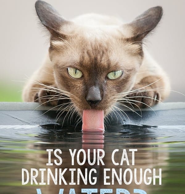 How To Get A Dehydrated Cat To Drink Water