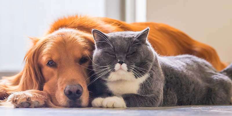 How to get a dog and cat to like each other