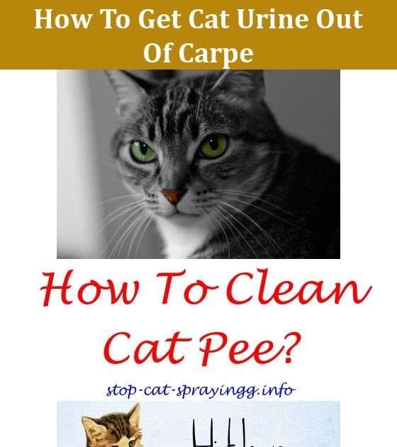 How To Get Cat Pee Out Of Carpet
