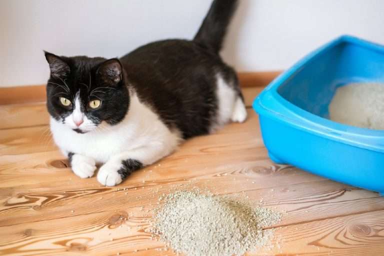 How to Get Cat Pee Smell Out Of Wood Floors (Quick &  Easy ...
