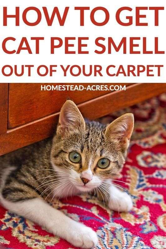 How To Get Cat Pee Smell Out Of Your Carpet in 2020