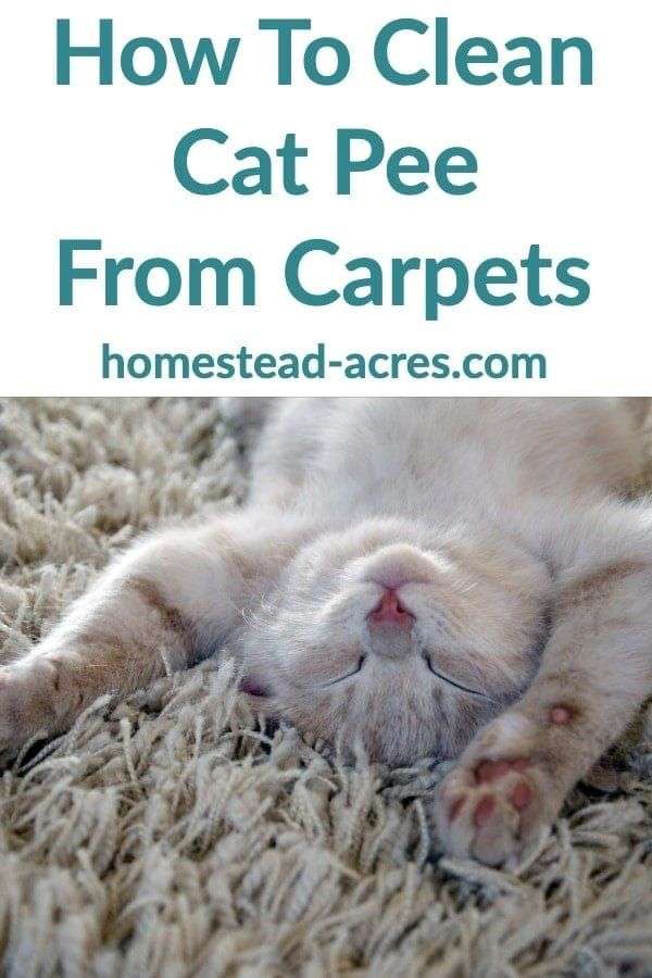 How To Get Cat Pee Smell Out Of Your Carpet