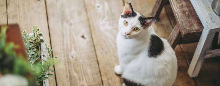 How to Get Cat Urine Out of a Wood Subfloor: Steps to ...