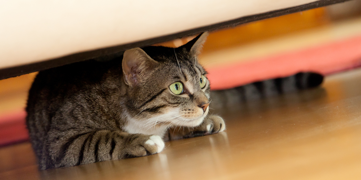 How To Get My Cat From Under The Bed