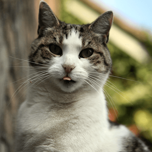 How to Get Rid of Cat Urine Odors