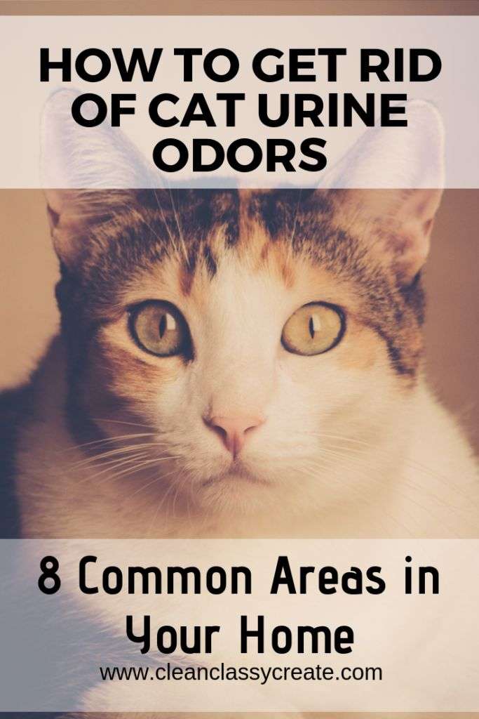 How to get rid of cat urine odors in your home.