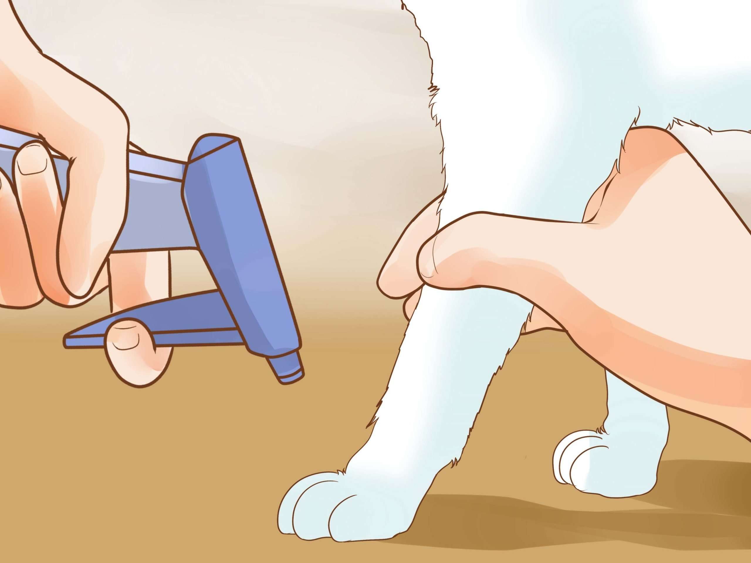 How to Get Rid of Ear Mites in a Cat: 15 Steps (with ...