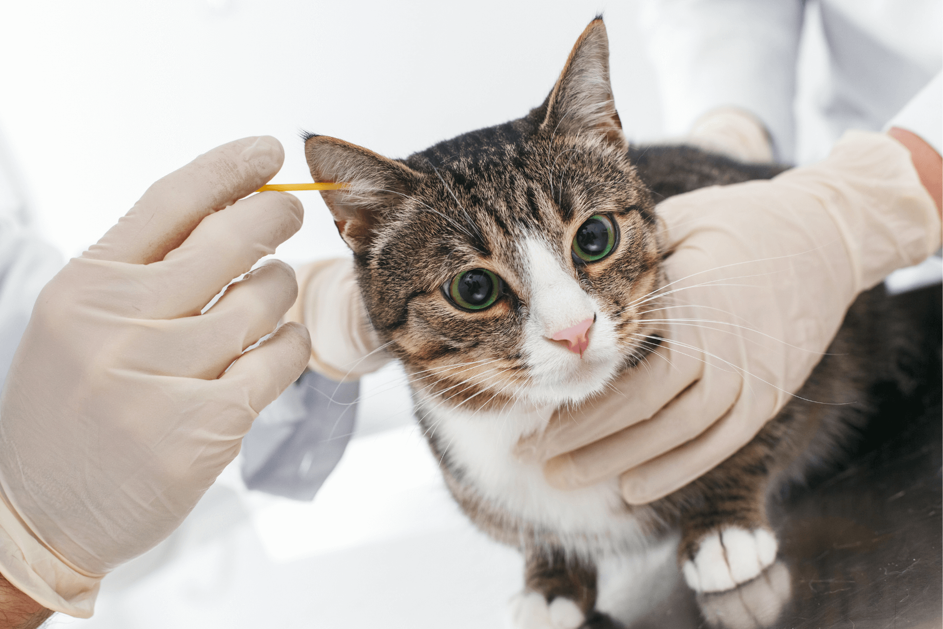 How To Get Rid of Ear Mites In Cats? 3 Things