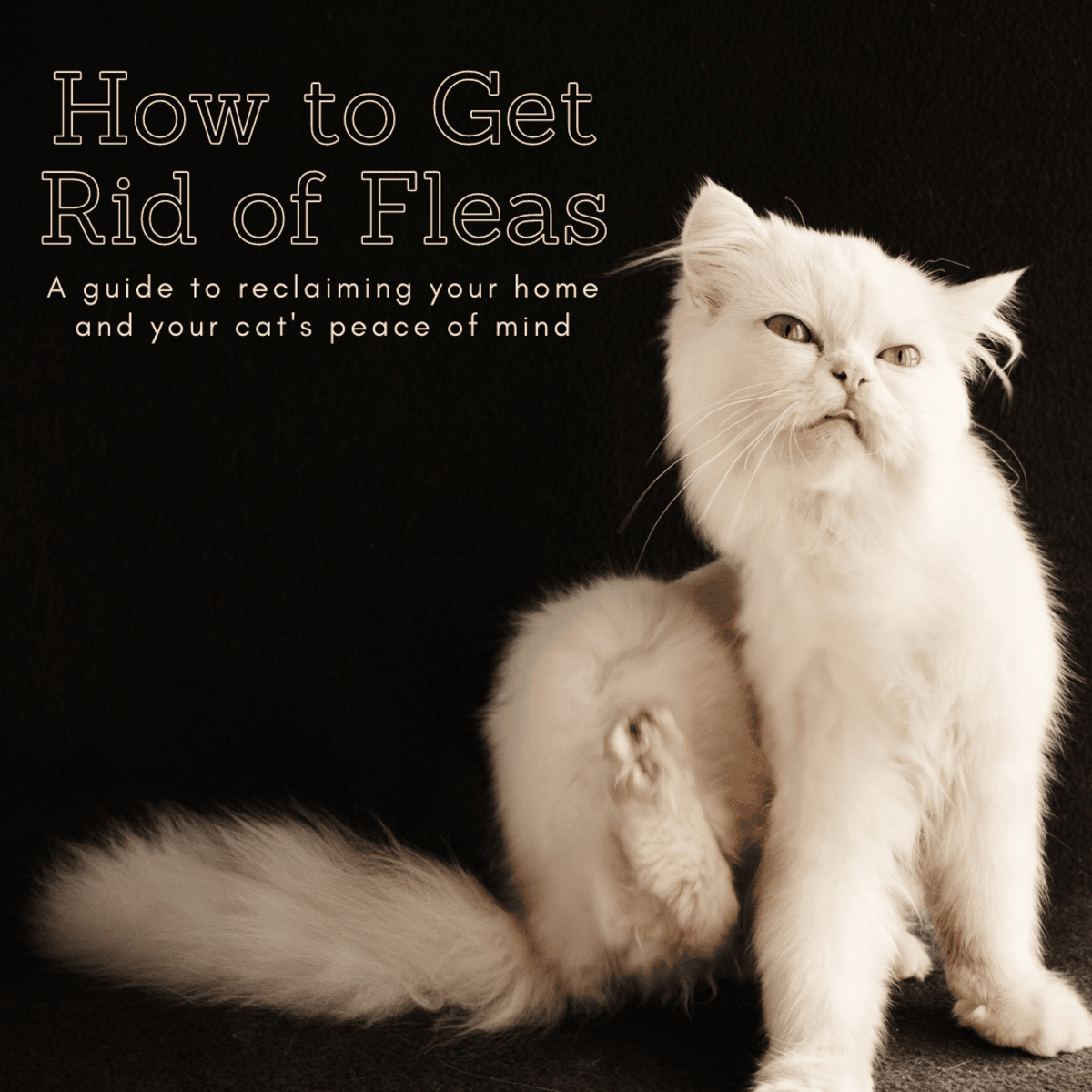 How to Get Rid of Fleas in the House and on Your Cat