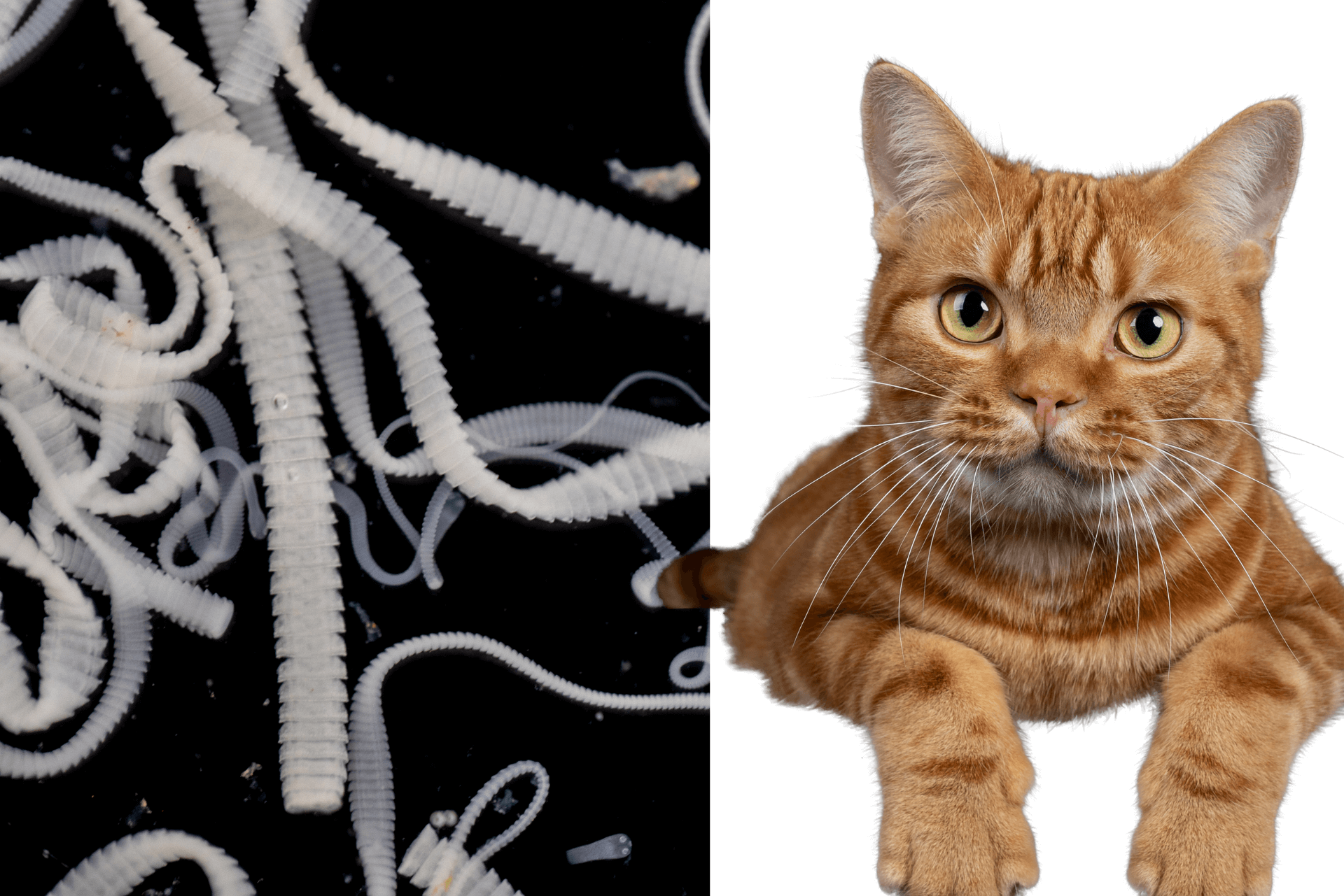 How To Get Rid of Tapeworms in Cats