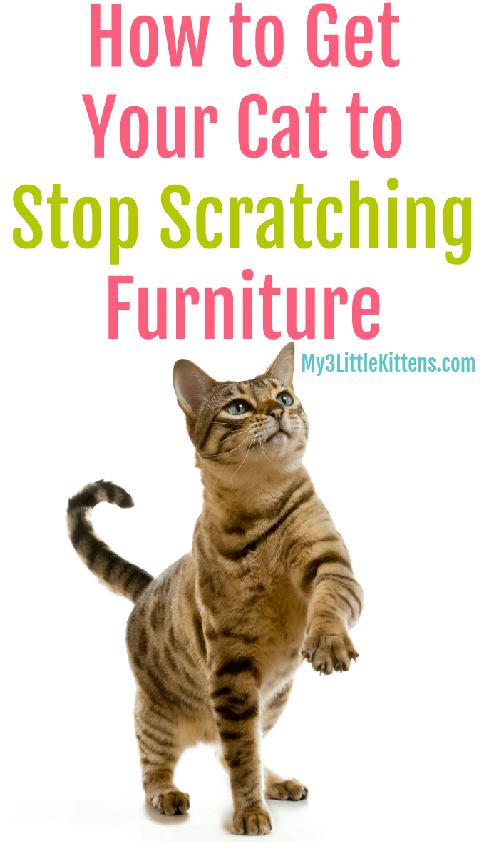 How to Get Your Cat to Stop Scratching Furniture