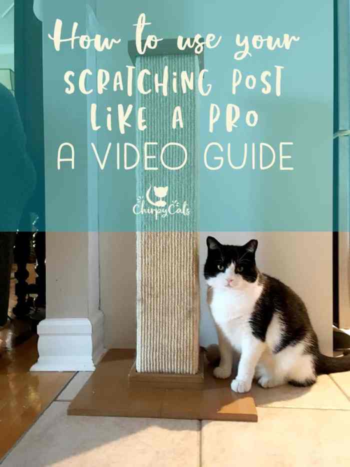 How to get your cat to use his scratching post