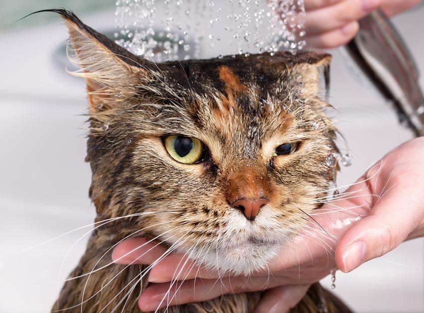 How To Get Your Cat Used To Water