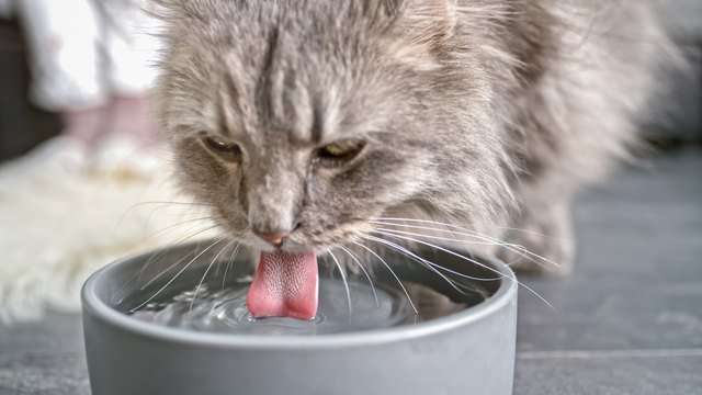 How To Give Pedialyte To Cats