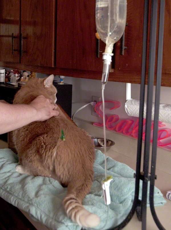 How to Give Subcutaneous Fluids to A Cat
