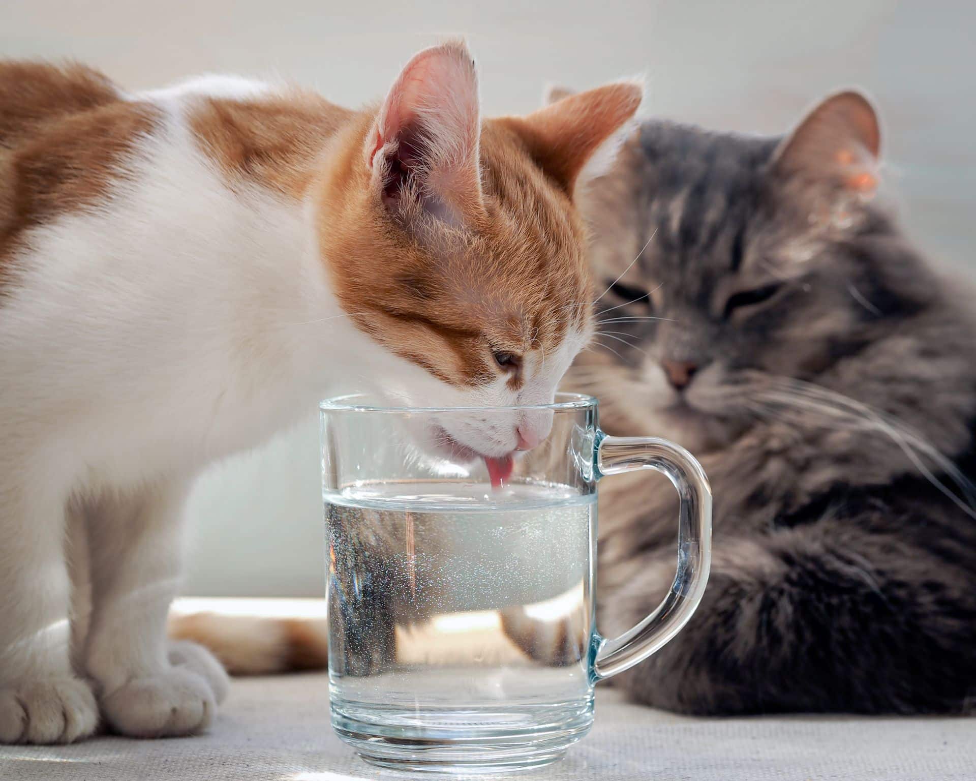 How to Help a Dehydrated Cat