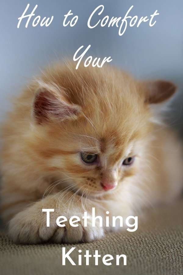 How to Help a Teething Kitten, Tips and Tricks