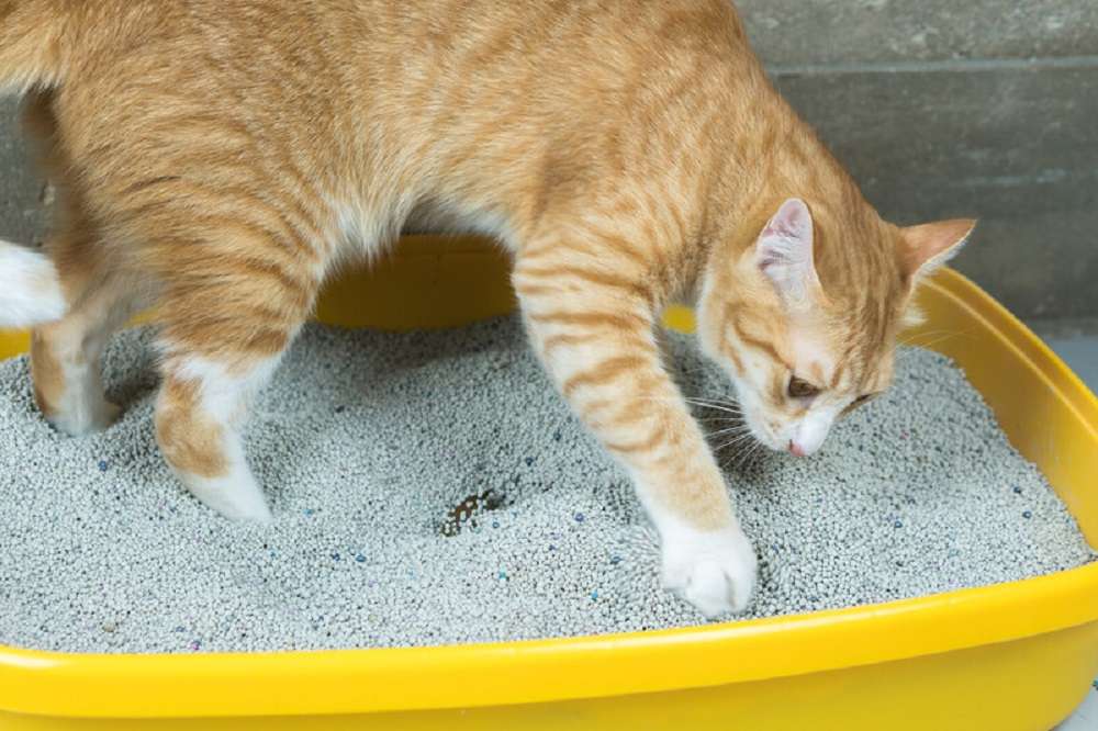 How to Help Cat Your Poop When It