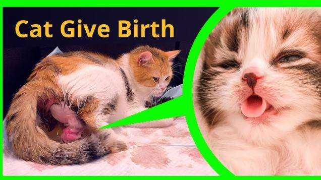 How To Help Pregnant Cat Give Birth