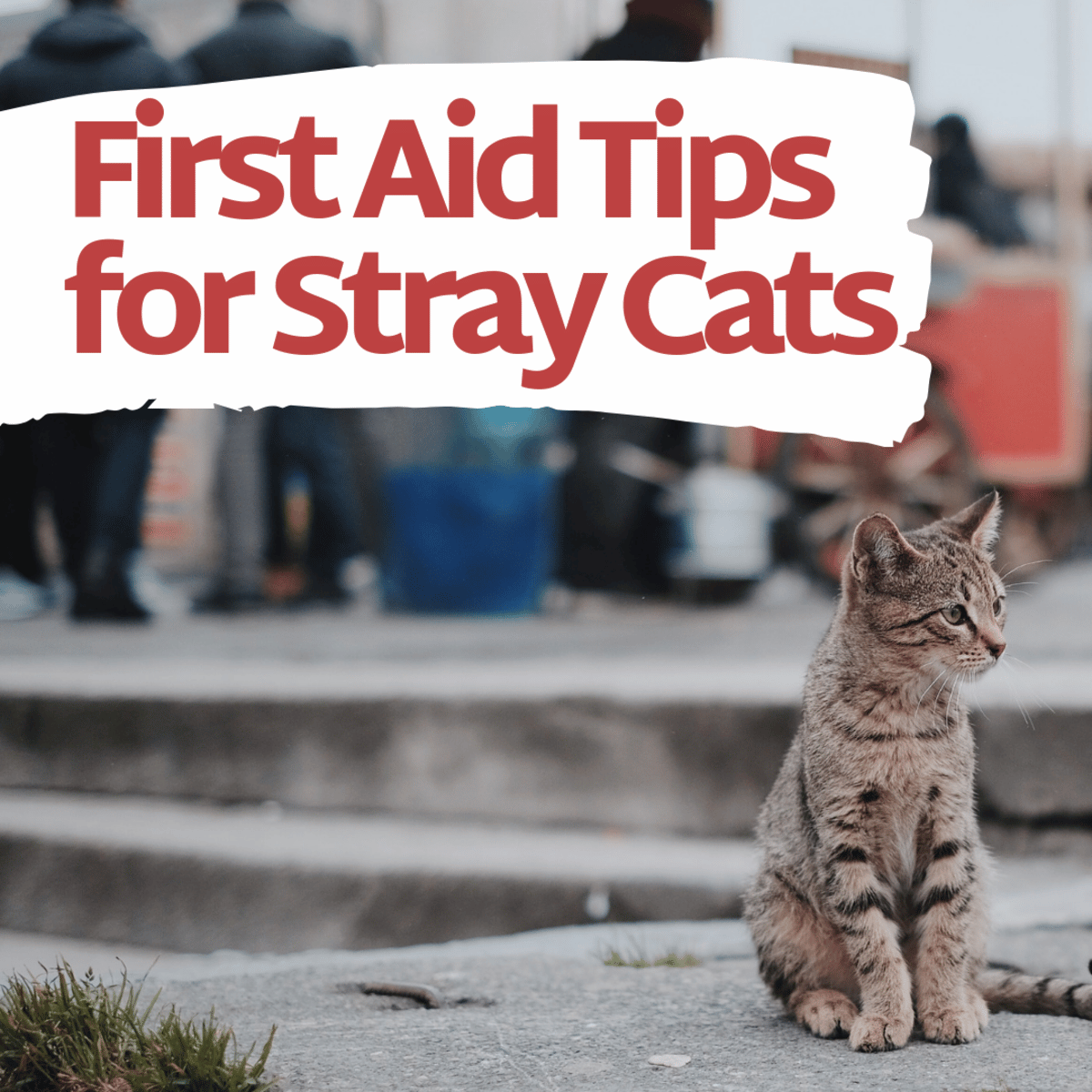 How to Help Treat a Stray Cat