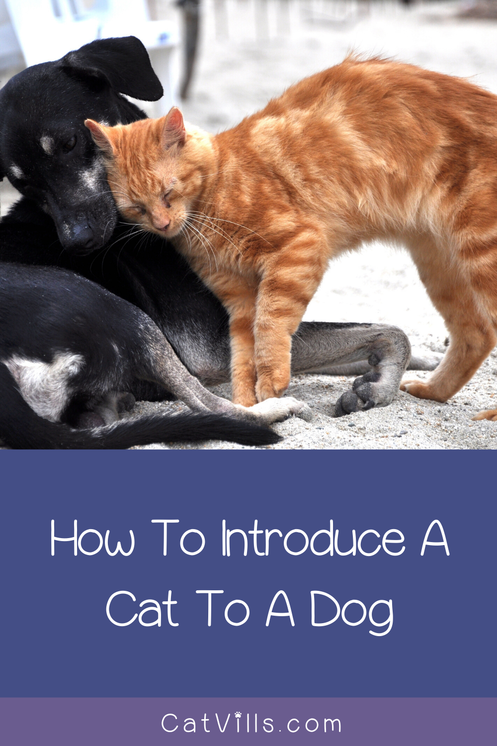 How to Introduce a Cat to a Dog (and to Another Cat ...