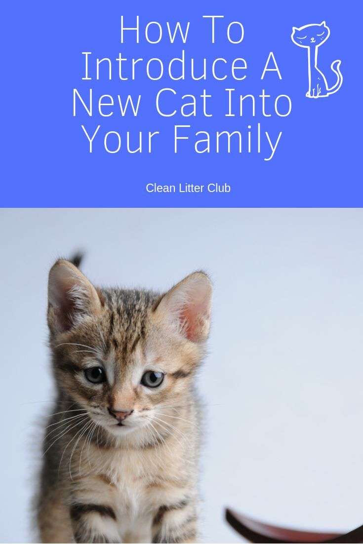 How to introduce a new cat to your family!