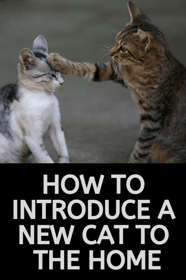 How to Introduce New Cats â 9 Simple Steps