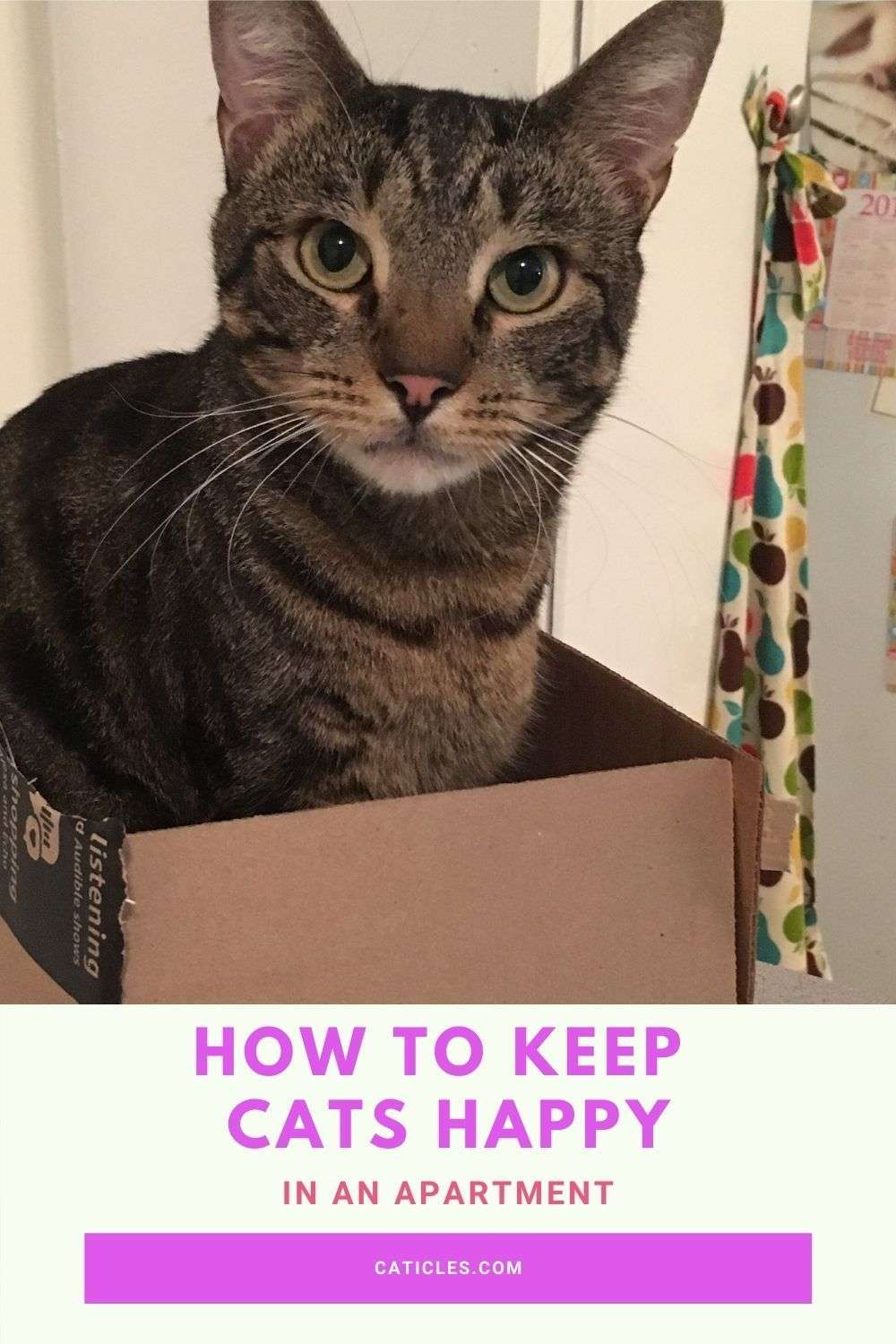 How to Keep a Cat Entertained in an Apartment Pro Tips ...