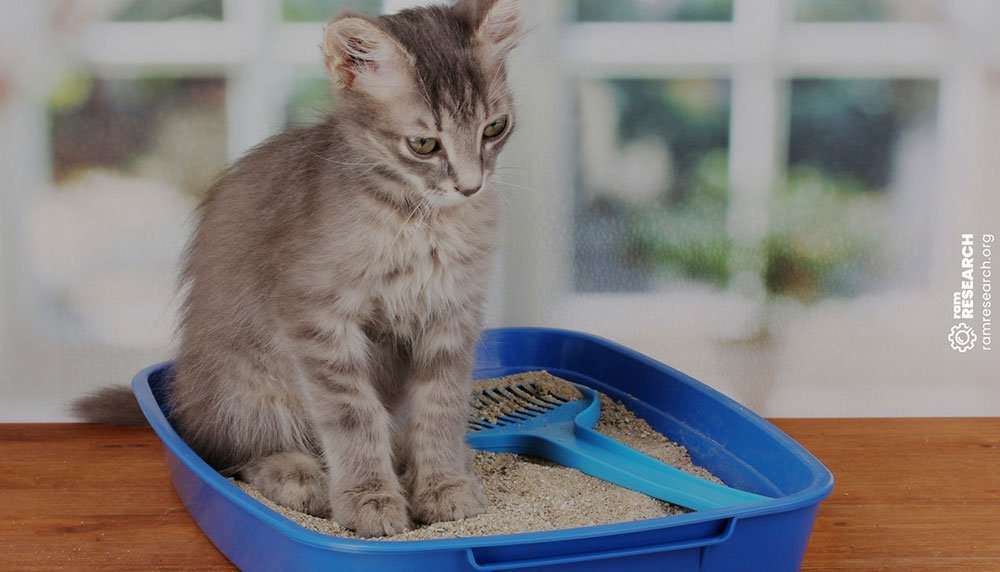 How To Keep Cat Litter From Tracking All Over The House