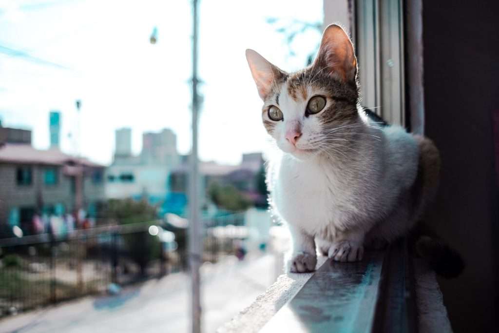 How To Keep Cats Off Balcony Railing (And What To Use ...
