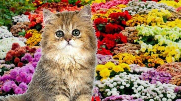 How to Keep Cats out of Flower Beds â 12 Best Methods