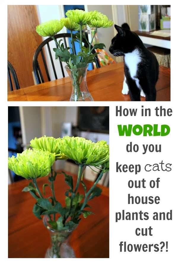 How to Keep Cats Out of House Plants and Cut Flowers