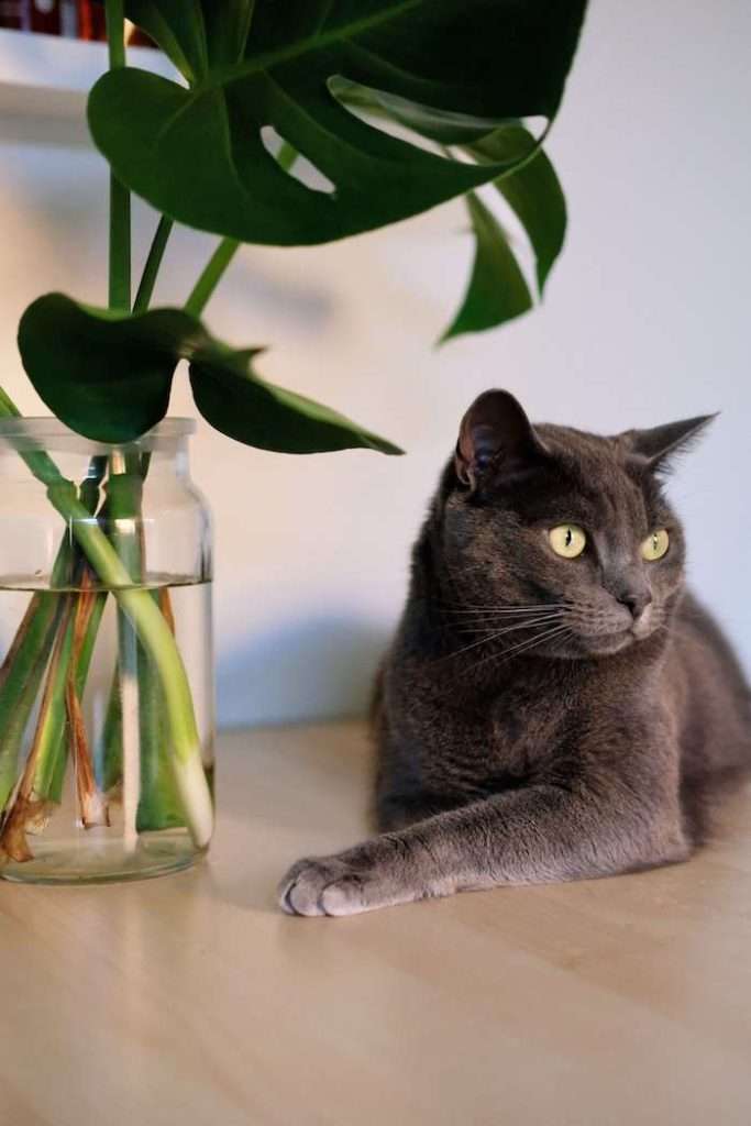 How to Keep Cats Out of House Plants