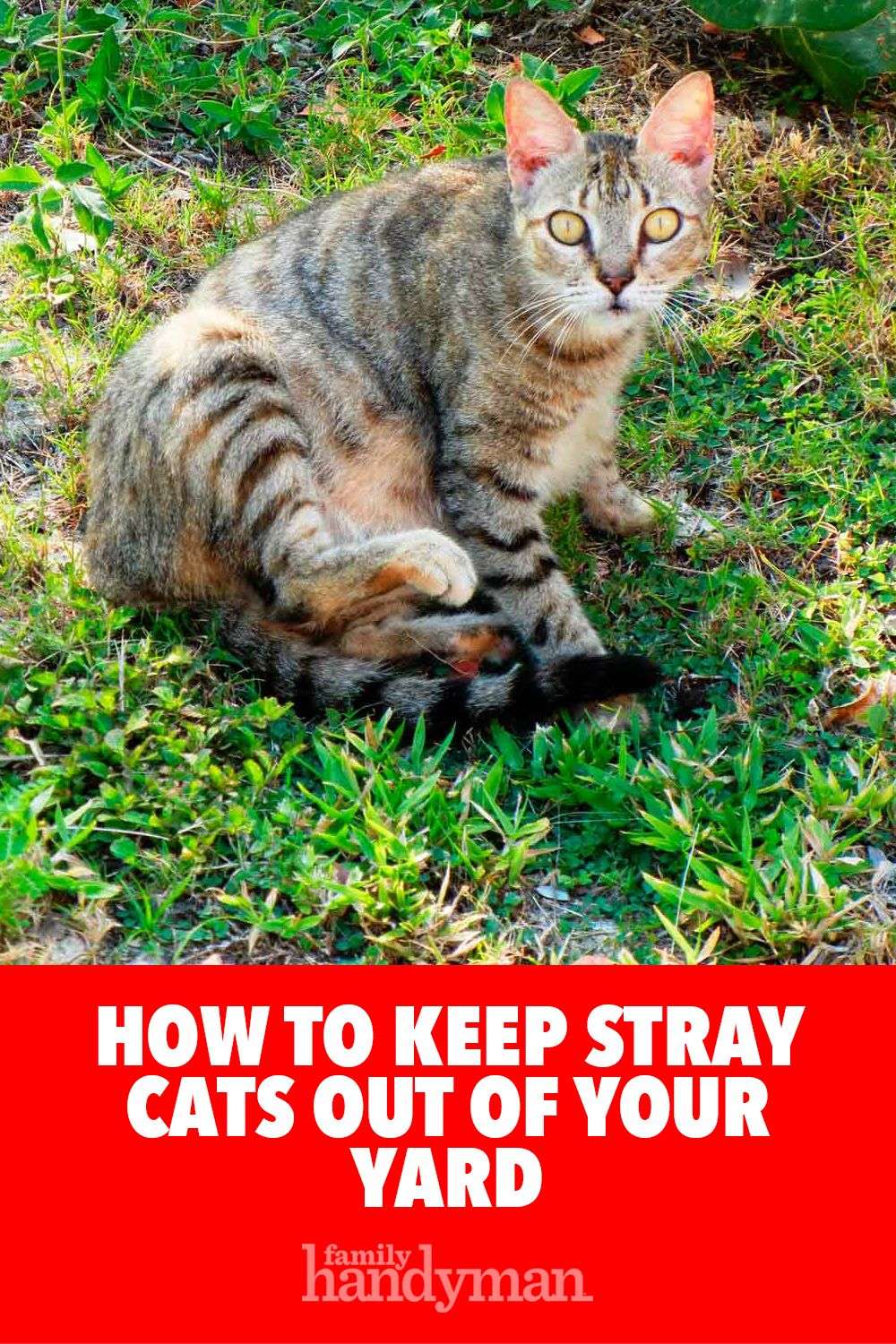How to Keep Cats Out of Your Yard