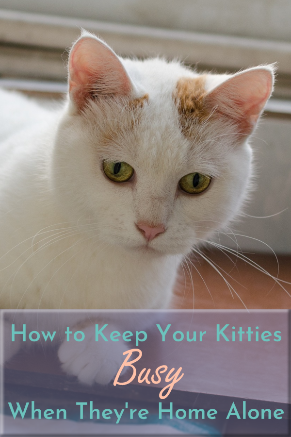 How to Keep Your Cats Busy When They are Home Alone
