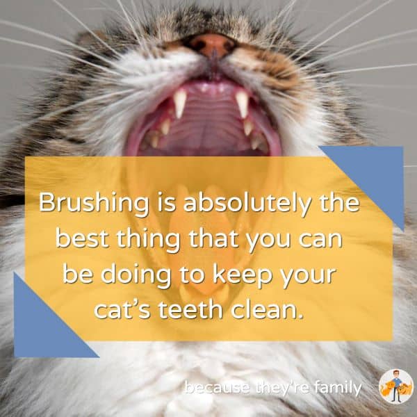 How to Keep Your Cats Teeth Clean (without Brushing): Top 6 Strategies ...