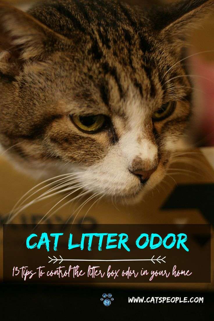 How to keep your house from smelling like the litter box ...