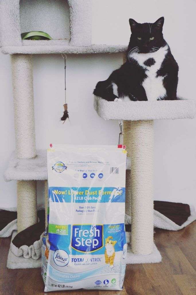 How to Keep Your House Smelling Fresh With Cats ...