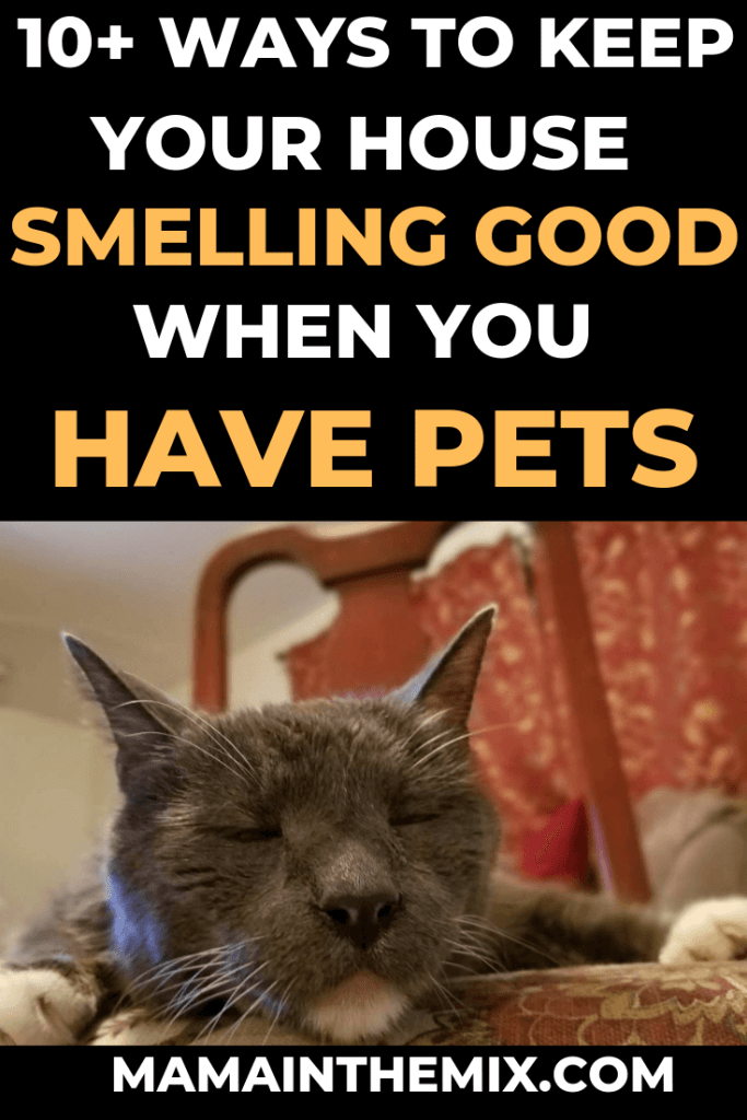 How To Keep Your House Smelling Good With A Cat
