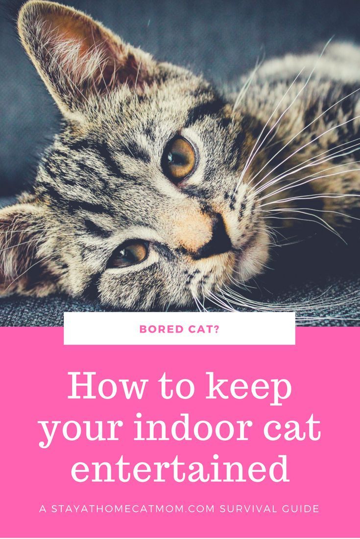 How To Keep Your Indoor Cats Entertained : A Cat Mom Survival Guide ...