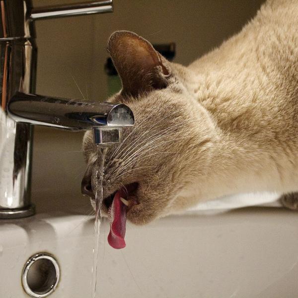 How to know if a cat is dehydrated