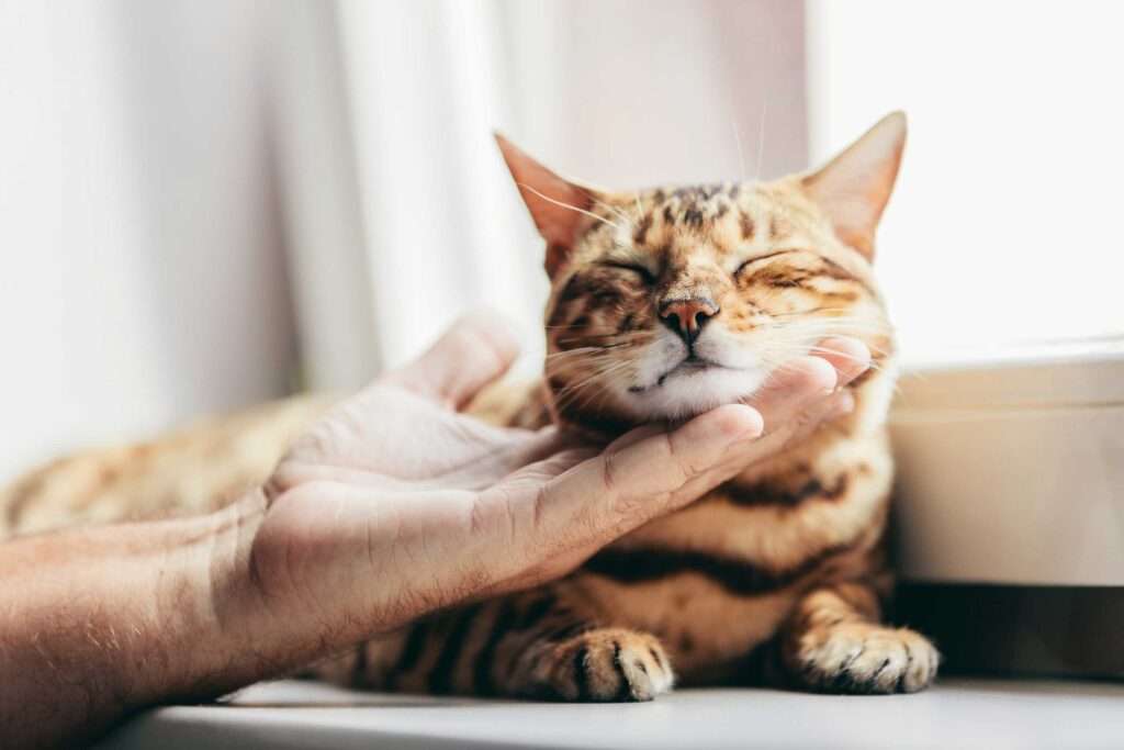 How to Know if Your Cat is Happy?