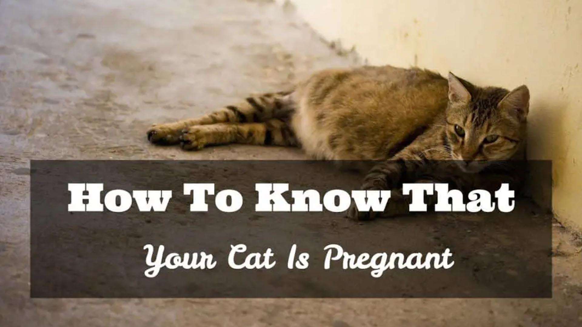 How To Know That Your Cat Is Pregnant