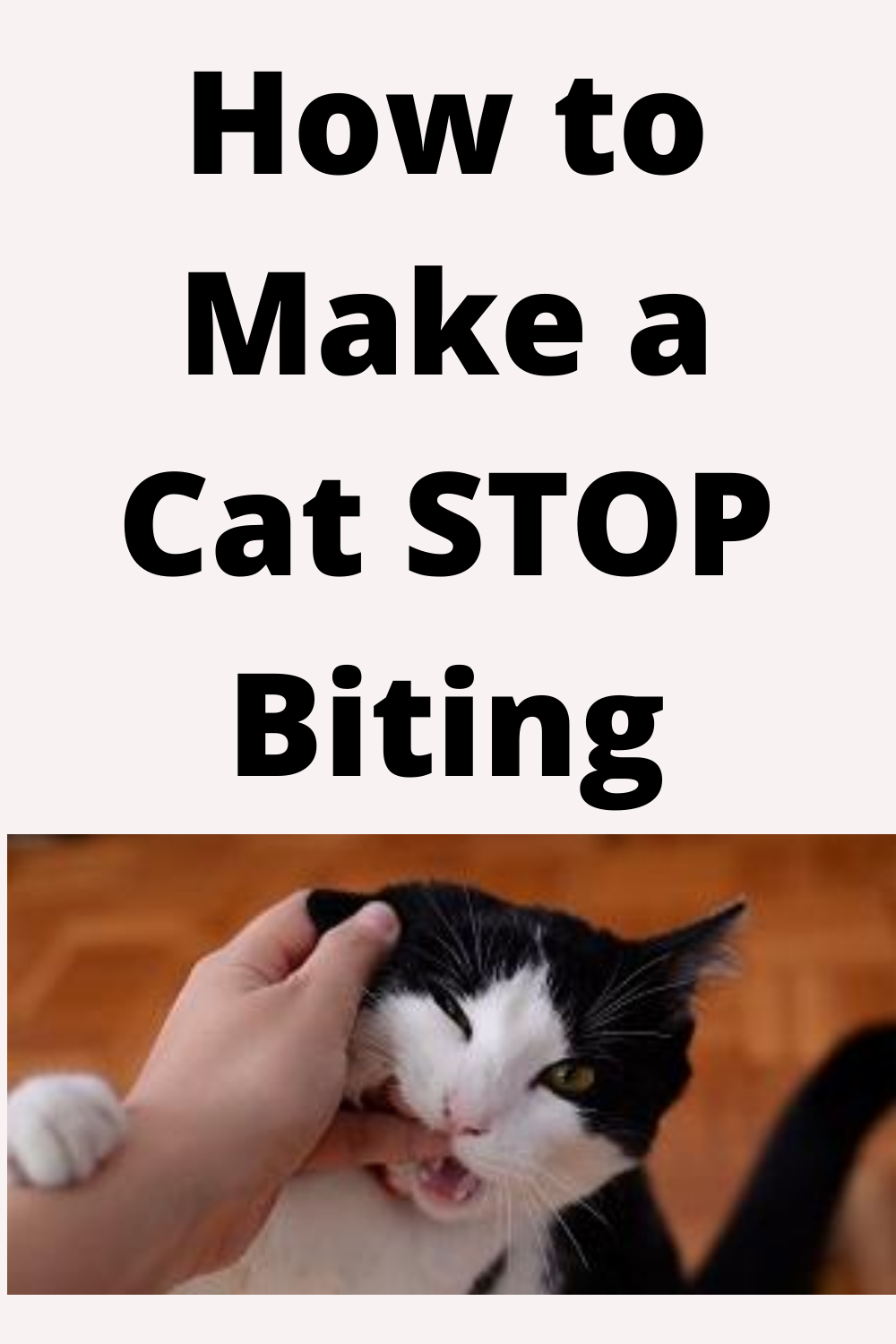 How to Make a Cat Stop Biting in 2020