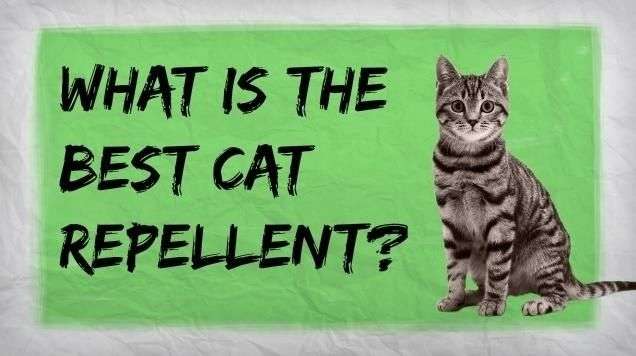 How to Make a Homemade Cat Repellent