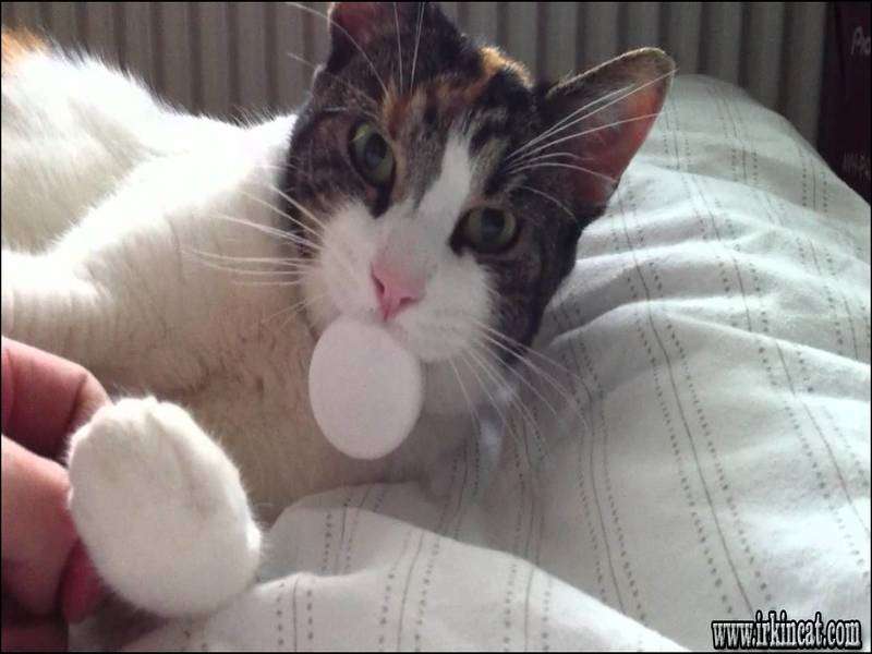How To Make A Pacifier For A Kitten