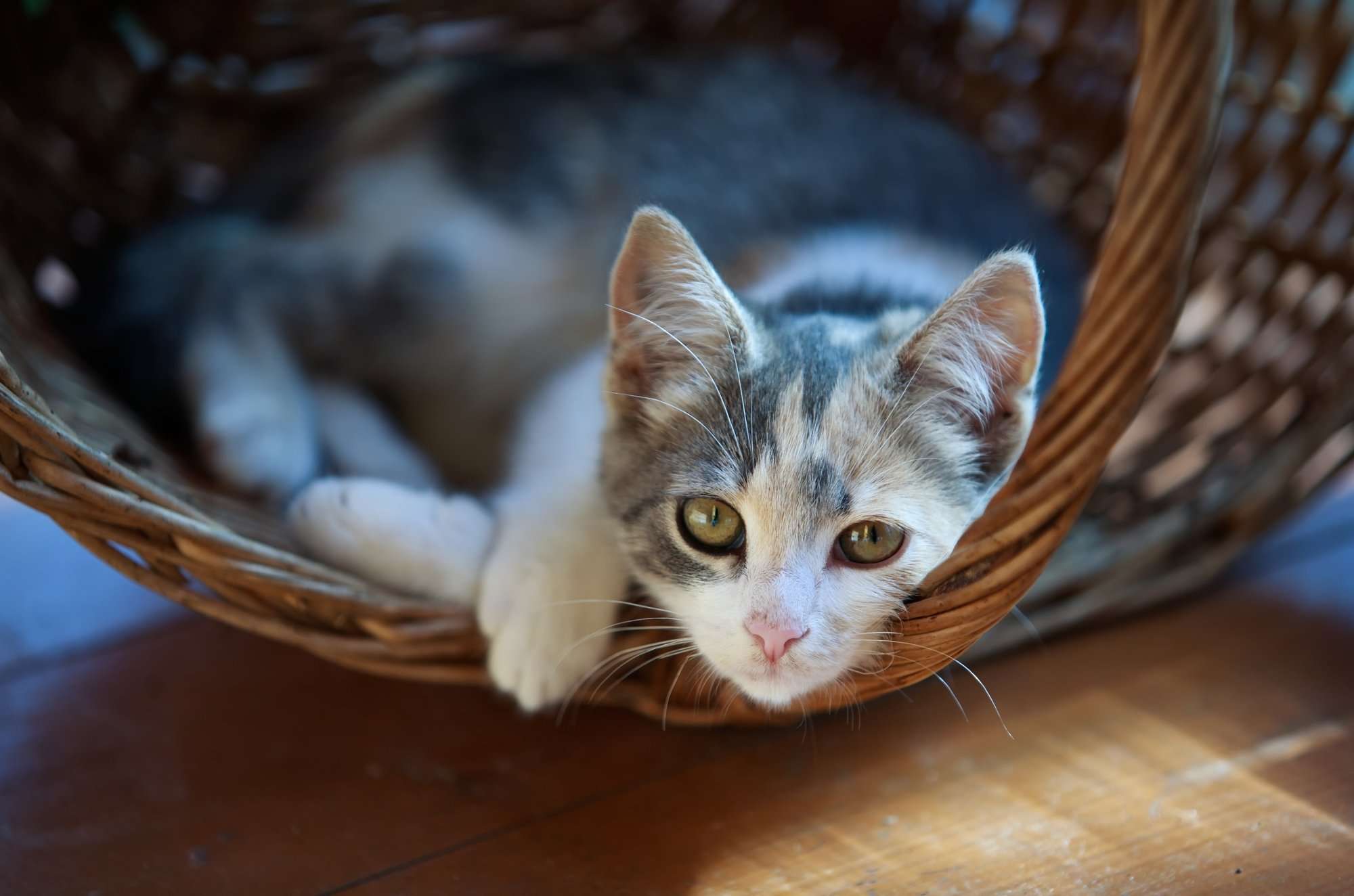 How to naturally treat and prevent hairballs in your cat ...