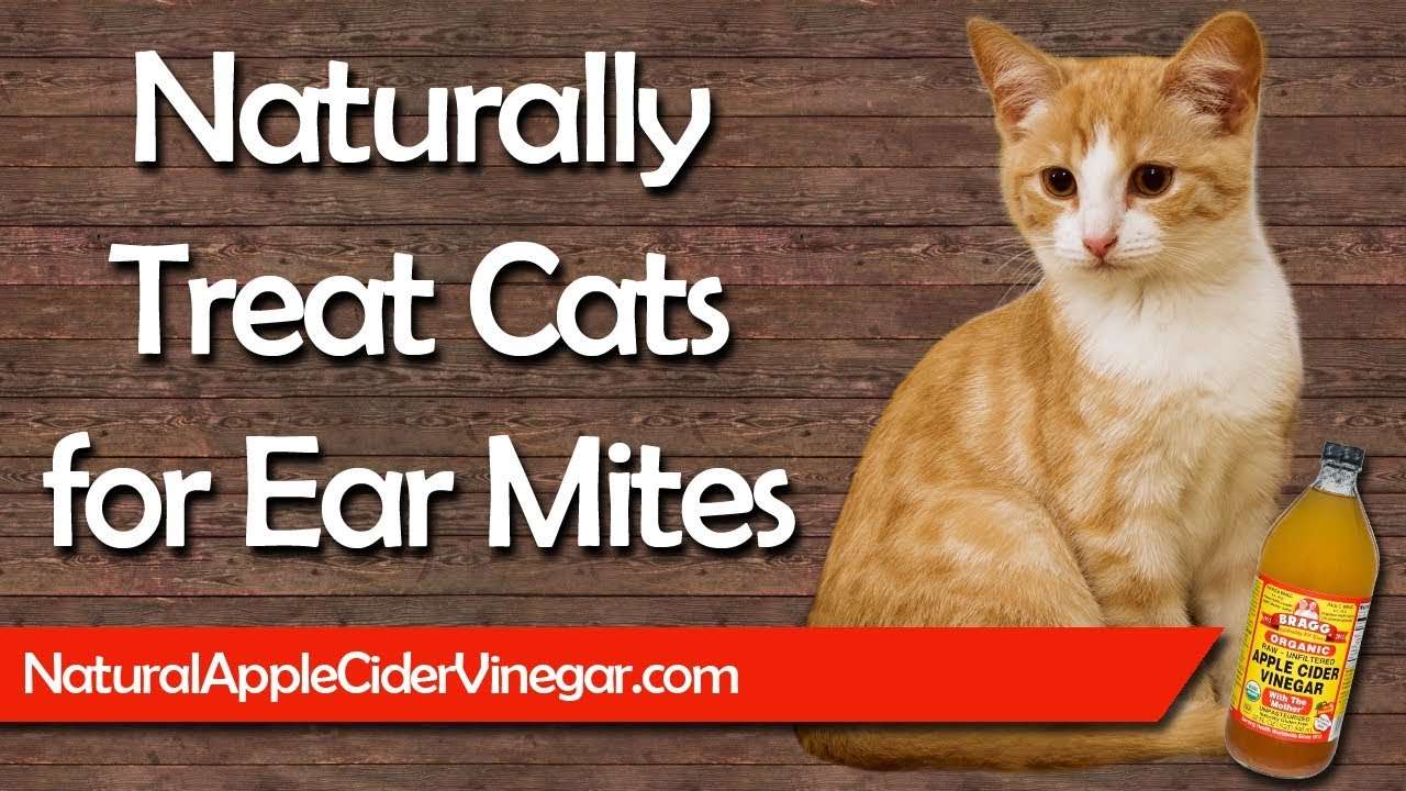 How to Naturally Treat Ear Mites in Cats