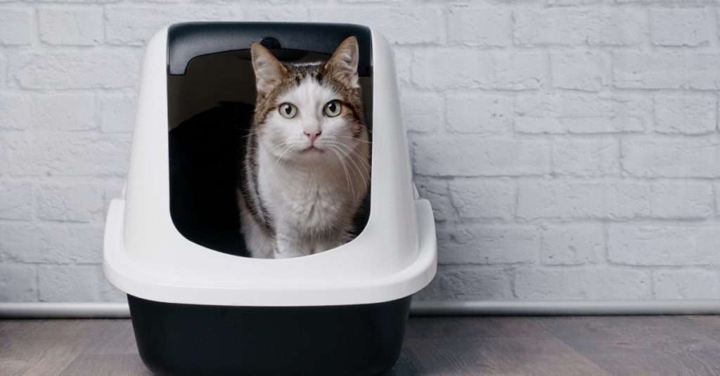 How to perform a urine test for cats?